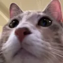 snorf