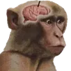 brain