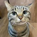 fibrouspowder fibrouspowder