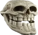 skullissue skullissue