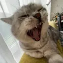 RAHHH