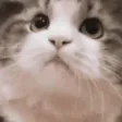 CatYes