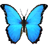 is_rainbowbutterfly