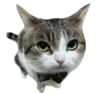 hdGent