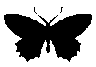 is_black_mbutterfly