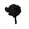 is_black_rose