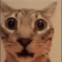 guh