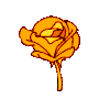 rose_orange