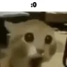 cat_shock cat_shock