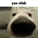 you_stinky