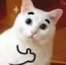 whitecatok