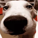 LA_WhatDogDoing
