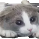 Plscat Discord Emoji