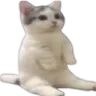 catsit