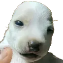 whatdog