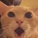 shockedcat