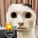 saved_cat saved_cat