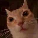 Gato2