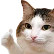 catThumbsUp catThumbsUp