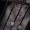 jailed