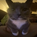 cat_stare_goobiesnoobert Discord emoji
