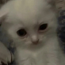 cat_eepy_sleepdeprived_crazy Discord emoji