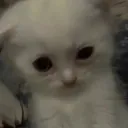 cat_sleepdeprived_crazy cat_sleepdeprived_crazy