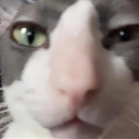 cat_wtf Discord emoji