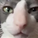 cat_wtf