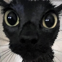 cat_staregoofy Discord emoji