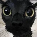 cat_staregoofy cat_staregoofy