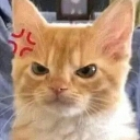 cat_angry_orange Discord emoji