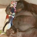 monke_anime_orangutan_bodypillow Discord emoji