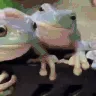 patpat