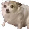 Confuseddog Confuseddog