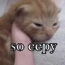 cat_eepy