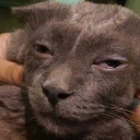 cat_high Discord emoji
