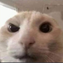 cat_cuh_eyebrow_sus Discord emoji
