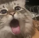 cat_omnomnom_mouth cat_omnomnom_mouth