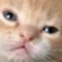 cat_wha_huh Discord emoji