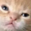 cat_wha cat_wha