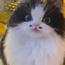 cat_monsieur_french cat_monsieur_french