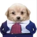 business_dog