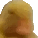noduck