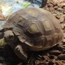 fiaksturtle