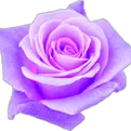 Lumi_purple_rose Discord Emoji