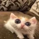 2MentalBreakdownCat Discord Emoji