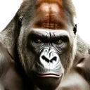 gorilla