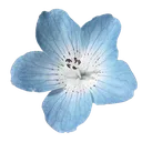 3e_blueflower Discord Emoji