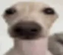 rwet_dog
